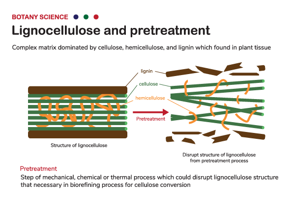 Lignocellulose-pretreatment-600pxwide.png